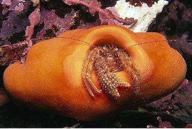 《猎天使魔女3》发售贺图公布 角色设计师岛崎麻里亲手绘制