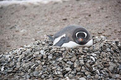 猫咪怪盗“亨迪”时间暂停弹幕Roguelike “时间掠夺者亨迪”参展Steam Next Fest