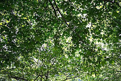 “索尼克之父”中裕司被捕 同样因涉嫌SE内幕交易